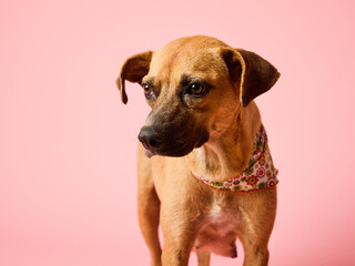 Close up of dog looking down on pink background. Horizontal photo.