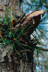 sap dripping from pine tree