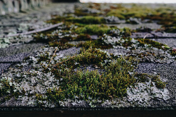 close up of moss and flora on roof shingles