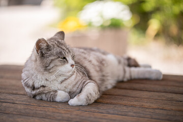 ウッドデッキで安らぐ猫　ねこ　くつろぐ猫　リラックスする猫