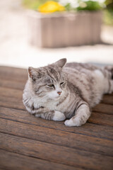 ウッドデッキで安らぐ猫　ねこ　くつろぐ猫　リラックスする猫