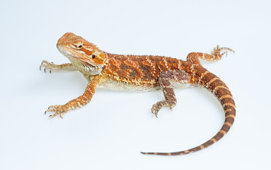 bearded dragon on white background