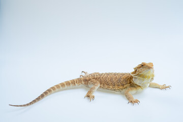 Naklejka premium bearded dragon on white background