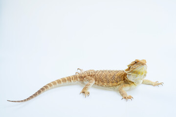 bearded dragon on white background