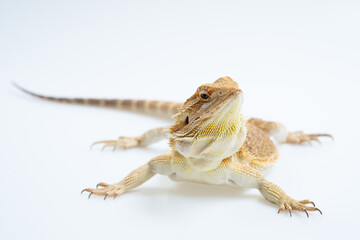 bearded dragon on white background