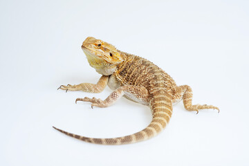 bearded dragon on white background