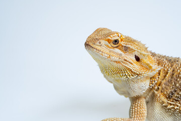 bearded dragon on white background