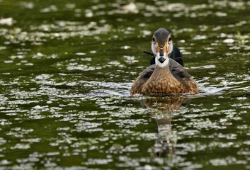  Wood Duck
 Prefer riparian habitats, wooded swamps and freshwater marshes. Females nest in tree cavities or nest boxes and lay an average of 12 bone-white eggs.