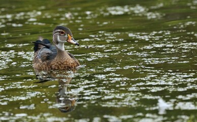  Wood Duck
 Prefer riparian habitats, wooded swamps and freshwater marshes. Females nest in tree cavities or nest boxes and lay an average of 12 bone-white eggs.