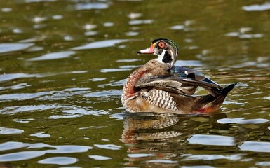  Wood Duck
 Prefer riparian habitats, wooded swamps and freshwater marshes. Females nest in tree cavities or nest boxes and lay an average of 12 bone-white eggs.