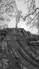 Looking up to trees at the top of a rocky escarpment. Black and white image. Maryvale, Queensland, Australia. 