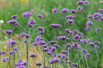 高山植物　ラベンダー　雨