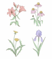 Flowers isolated in a vector. The set includes iris, dandelion, lily, echinacea