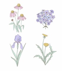 Set of vector isolated Flowers. Wild and garden flowers are dandelion, phlox, echinacea and iris.