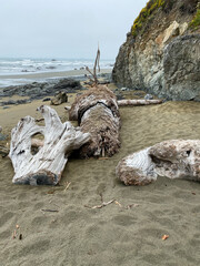 large drift wood tree logs washed up on ocean sea shore beach and rock formations