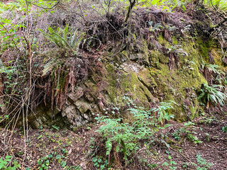 lush rainy wet rock mountain ground cover moss foliage hiking trail