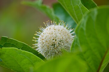Buttonbush