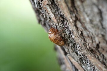 나무에 붙어있는 매미껍질(the bark of a cicada attached to a tree)