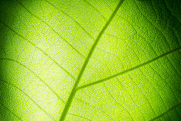 green leaves wall background, leaf wall nature background
