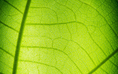 green leaves wall background, leaf wall nature background
