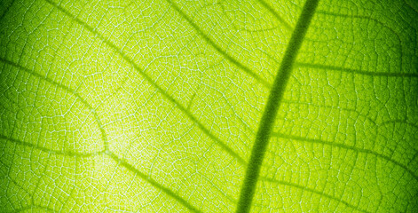 green leaves wall background

