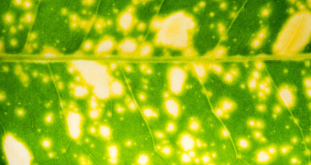 green leaves natural background wallpaper, texture of leaf, leaves with space for text 
