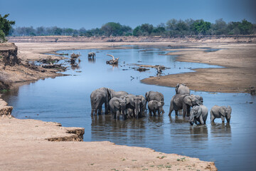 Fototapeta na wymiar Elephants wading and bathing in the Luangwa River