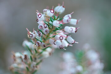 香り漂うエリカの花園