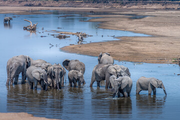 Elephant herd in the Luangwa River, Zambia