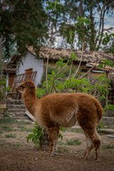 Obraz premium Animal de granja