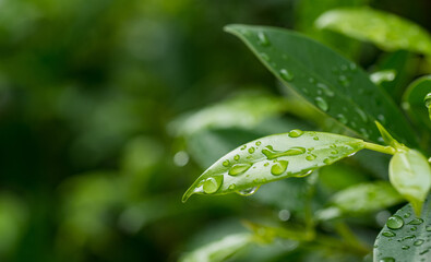 green leaves natural background wallpaper, texture of leaf, leaves with space for text 
