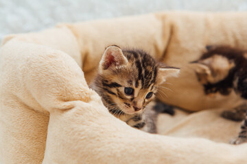 Closee-up little bengal kitten on the cat's pillow