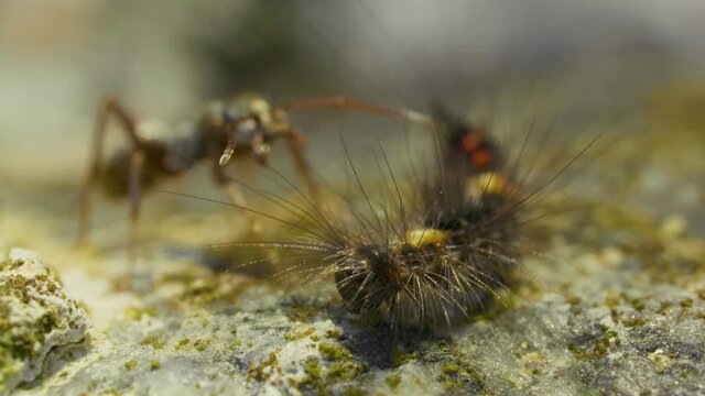 A very hairy caterpillar crowls on the stone ground outdoors