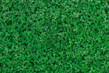 Green natural grass clover with rain drops.