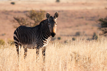 Naklejka premium Mountain Zebra National Park, South Africa: Portrait of a Mountain Zebra, Zebra equus, once hunted to near extinction