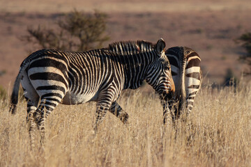 Fototapeta na wymiar Mountain Zebra National Park, South Africa: Portrait of a Mountain Zebra, Zebra equus, once hunted to near extinction