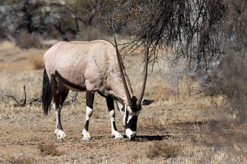 Mountain Zebra National Park, South Africa: Gemsbok