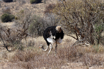 Mountain Zebra National Park, South Africa: Ostrich portrait
