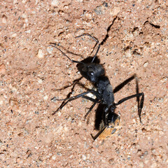 Mountain Zebra National Park, South Africa: ant at nest