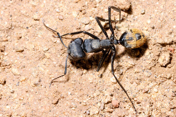 Mountain Zebra National Park, South Africa: ant at nest