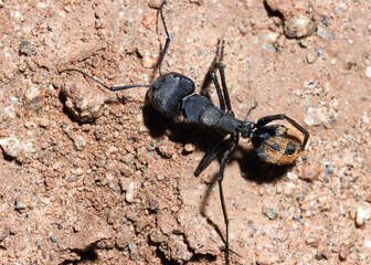 Mountain Zebra National Park, South Africa: ant at nest