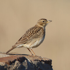 Mountain Zebra National Park, South Africa: Large-billed lark