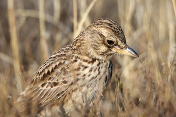 Mountain Zebra National Park, South Africa: Large-billed lark
