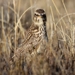 Mountain Zebra National Park, South Africa: Large-billed lark