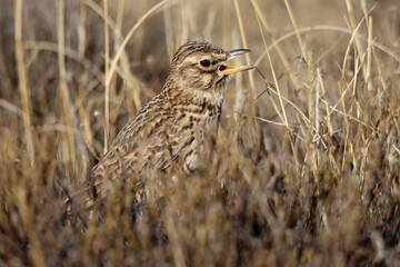 Mountain Zebra National Park, South Africa: Large-billed lark