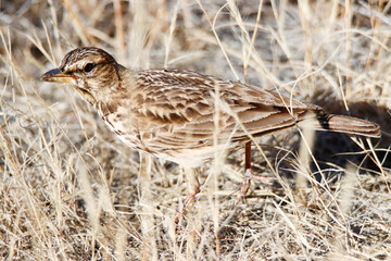 Mountain Zebra National Park, South Africa: Large-billed lark