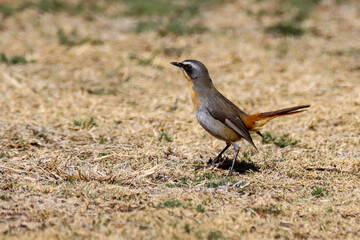 Mountain Zebra National Park, South Africa: Cape-robin chat