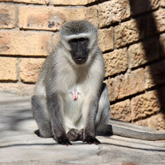 Mountain Zebra National Park, South Africa: monkey