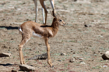 Mountain Zebra National Park, South Africa: baby Springbok