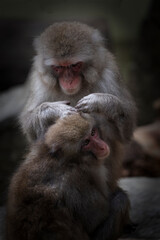 Funny monkey face with bokeh background.